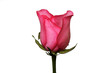 Flower 02