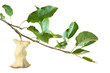 apple core on a branch isolated on a white background. 