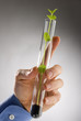 Photo: hand holding genetically modified vegetable in a flask hand holding genetically modified vegetable in a flask