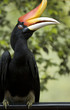 exotic asian borneo hornbill