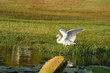 Great Egret 