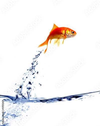 Goldfish Jumping Out Of The Water