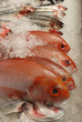 fish on fishmonger slab