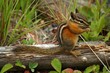 Photo en ligne au meilleur prix Chipmunk in forest environment sitting on a log 
