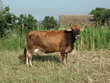 Mucca