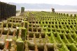 conchyliculture