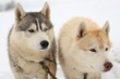 Huskies watching