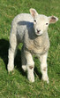 Inquisitive lamb Inquisitive lamb