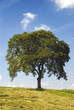 Baum