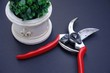 pruning plants