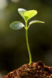 Small plant-new life