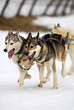 Chiens de traineaux