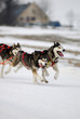 Chiens de traineaux