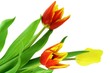 Colorful tulips isolated on a white background