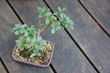 bonsai