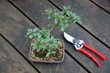 bonsai
