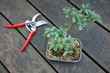 bonsai