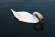 cigno bianco
