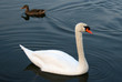 Cigno bianco e anatra