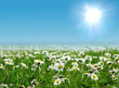 Field of daisies Field of daisies