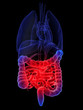3d anatomie mit rot leuchtendem darm