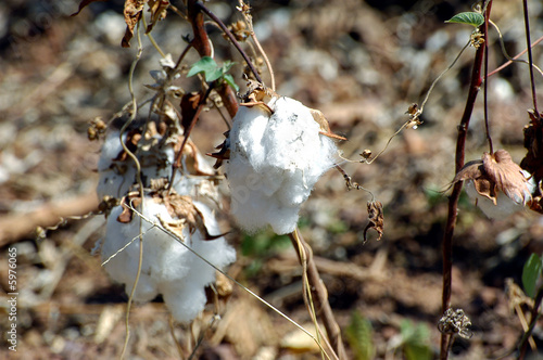 Photo: Le coton Le coton