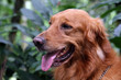 golden retriever portrait