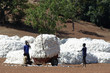 La récolte du coton La récolte du coton