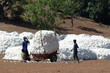 La récolte du coton La récolte du coton