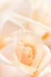 Floral background of two delicate high key beige roses macro Floral background of two delicate high key beige roses macro