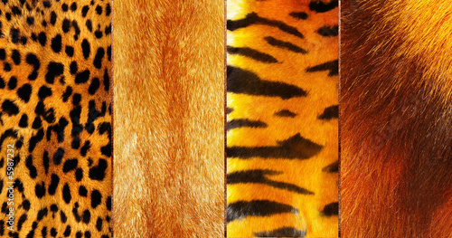 great fur texture collection