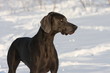 grey dog stare looking