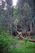 old water pipe tubes in the forest