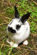 kaninchen