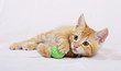 Babykatze mit ball Babykatze mit ball