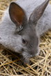 kaninchen