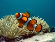 Clownfish and anemone