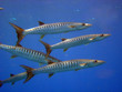 Pack of barracudas