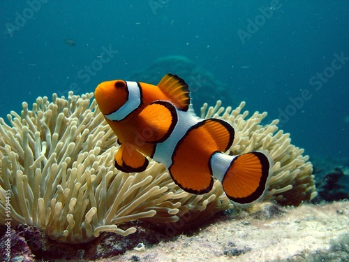 Foto: Clownfish and anemone Clownfish and anemone