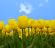 yellow tulips