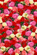 Textur Rosen