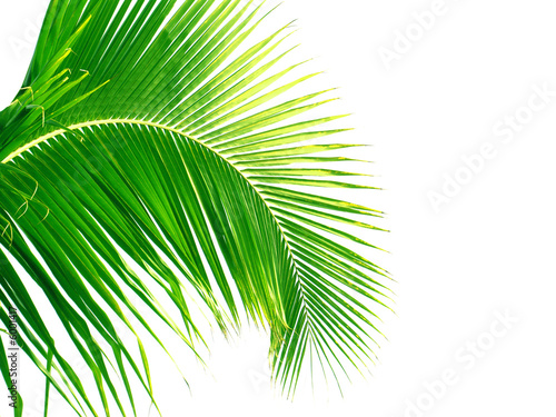 cambrure de palme