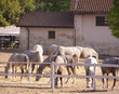 White horses grazing