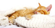 Babykatze schlafend Babykatze schlafend
