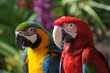 Colourful Macaws Colourful Macaws