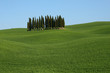 cipressi