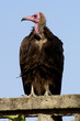 Vautour