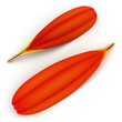 Red Gerbera Petal. 3D render. Red Gerbera Petal. 3D render.