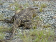 African monitor lizard