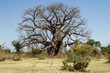Baobab